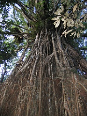 CairnsTC418 Cathedral Fig Tree